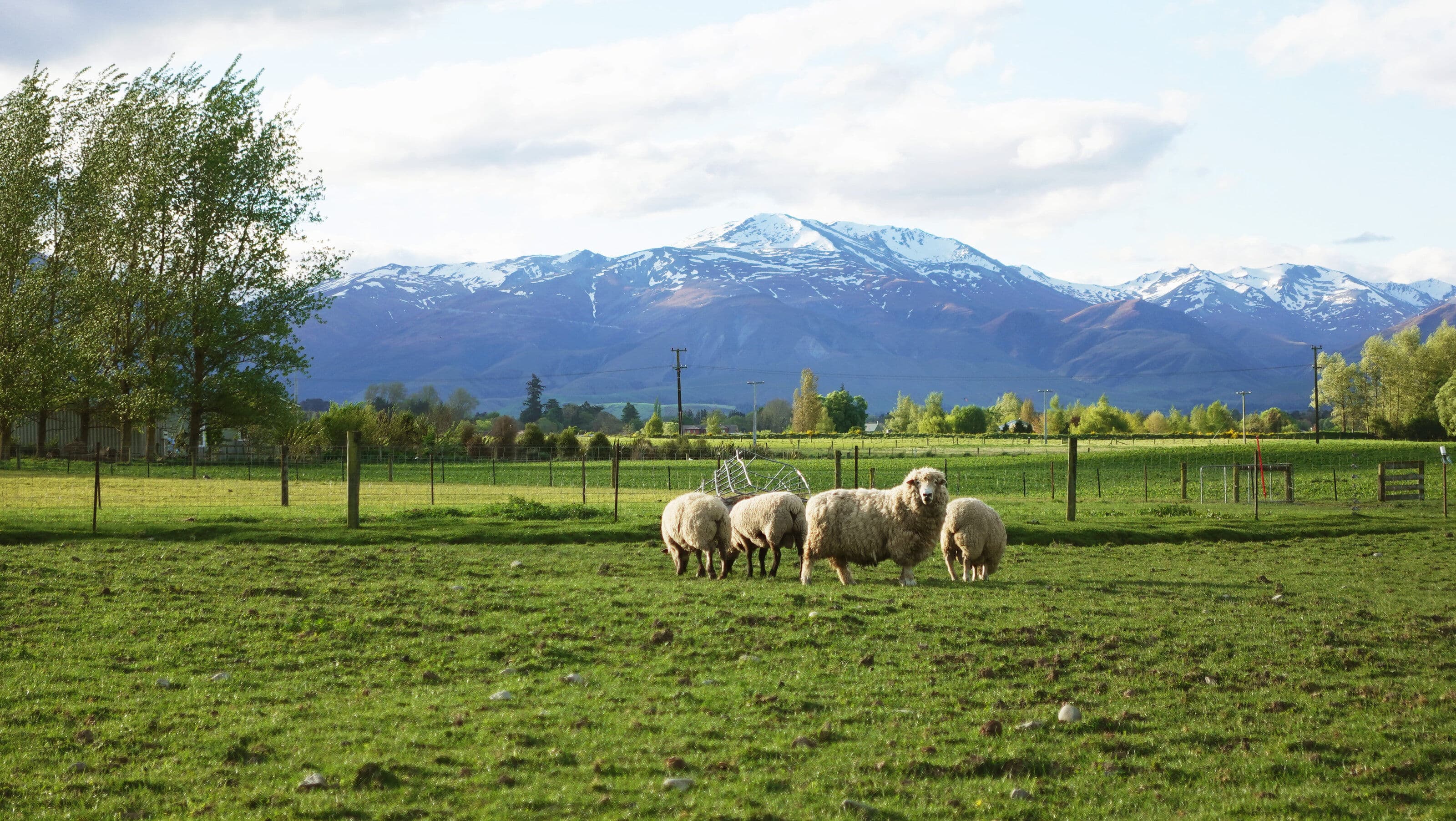 Green farmland and hills in New Zealand